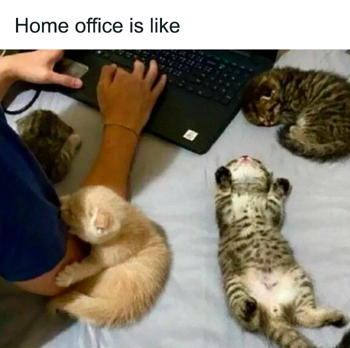 Person working on laptop at home office with four sleeping kittens nearby in a sweet and wholesome scene to cleanse your feed.