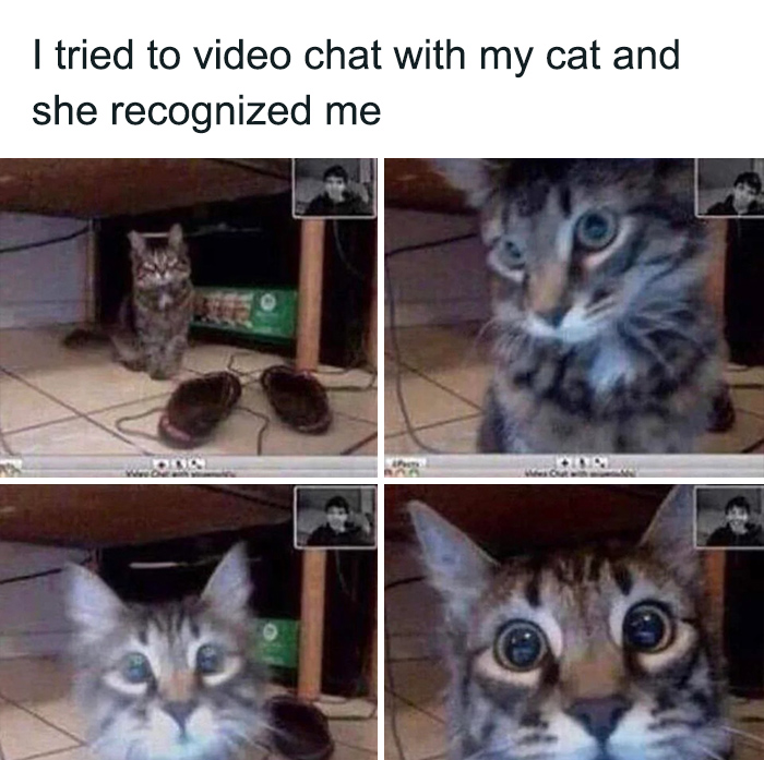 Cat recognizing its owner during a video chat, capturing one of the sweetest and most wholesome moments online.