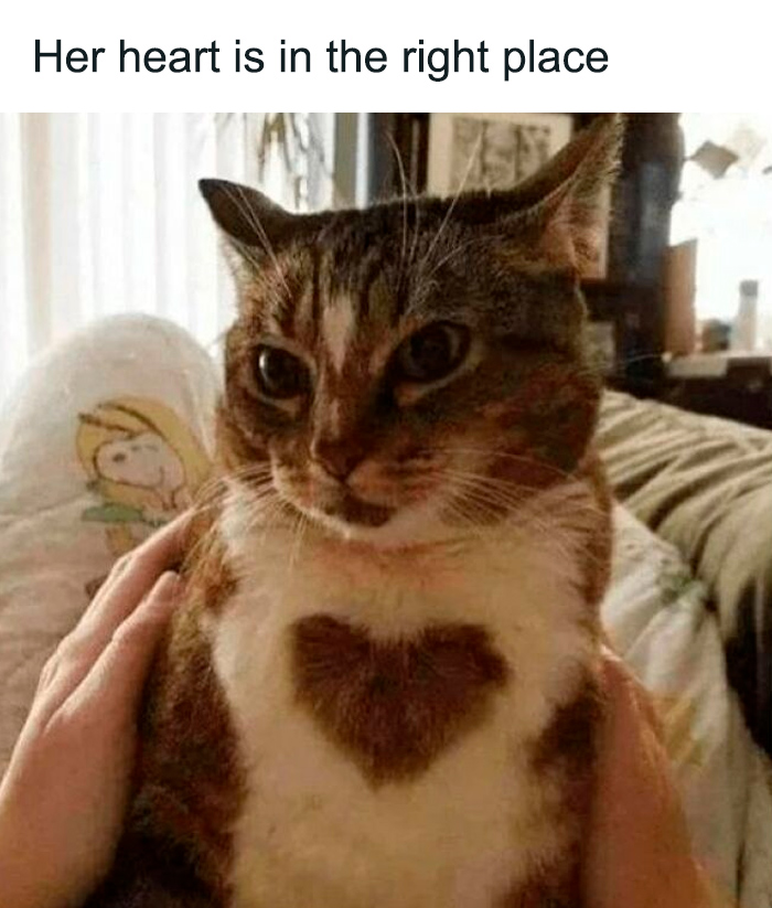 Cat with a heart-shaped fur patch on its chest, a sweet and wholesome pic to cleanse your feed.