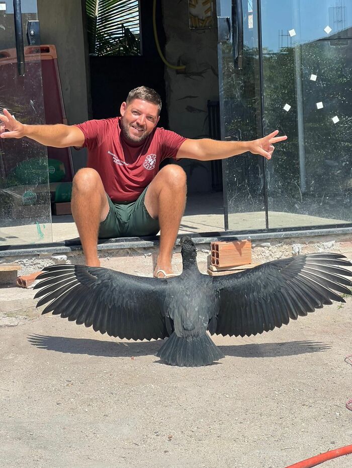 Man sitting with arms extended behind a wild vulture spreading its wings, showing their close bond and connection. Man sitting with arms extended behind a wild vulture spreading its wings, showing their close bond and connection.