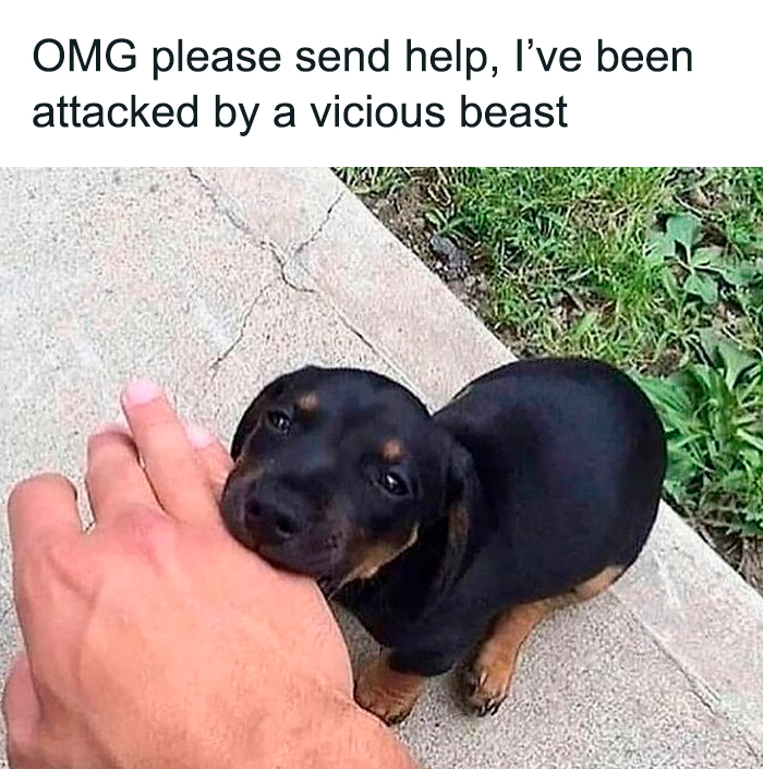 Cute dogs posts showing a small black and brown puppy gently nibbling on a person's hand outdoors on a sidewalk.