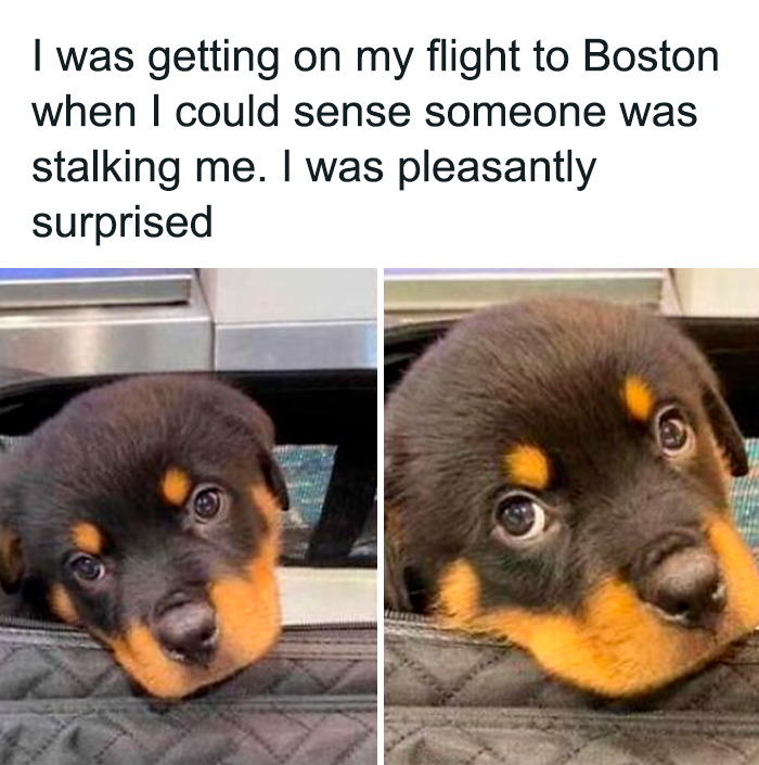 Cute dogs posts showing a small Rottweiler puppy peeking out from a bag with an innocent and surprised expression.