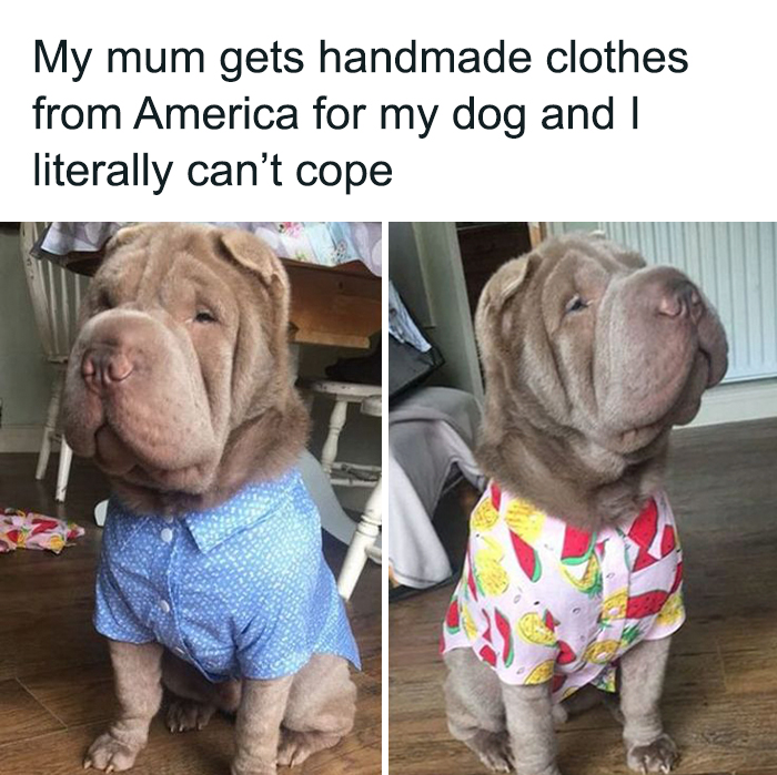 Cute dogs posts showing a Shar Pei wearing handmade colorful clothes indoors, sitting on wooden floors.