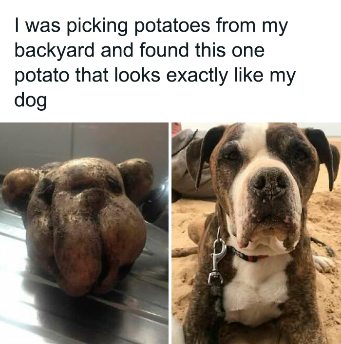 Potato shaped like a dog's face next to a real dog, showcasing a cute dogs posts comparison.