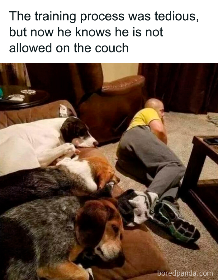 Three dogs resting on the couch while a man lies on the floor nearby in a cozy living room setting cute dogs posts
