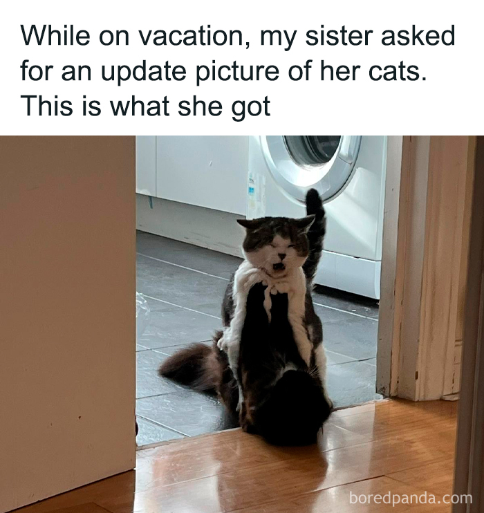 Two cats humorously stacked with one cat's face peeking, a cute and sweet animal meme to make you smile.