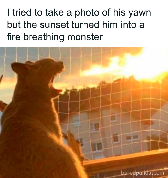 A dog yawning at sunset, creating an illusion of a fire breathing monster in a cute animal meme.