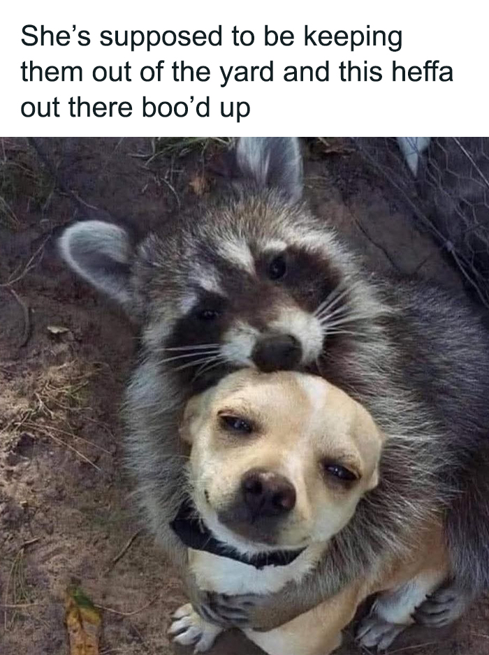 Raccoon hugging a small dog in a yard, a cute and sweet animal meme to make you smile today.