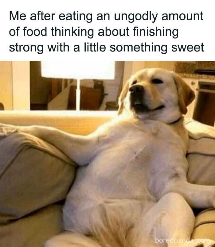 Relaxed dog sitting on a couch with a content expression, perfect for cute and sweet animal memes to make you smile.
