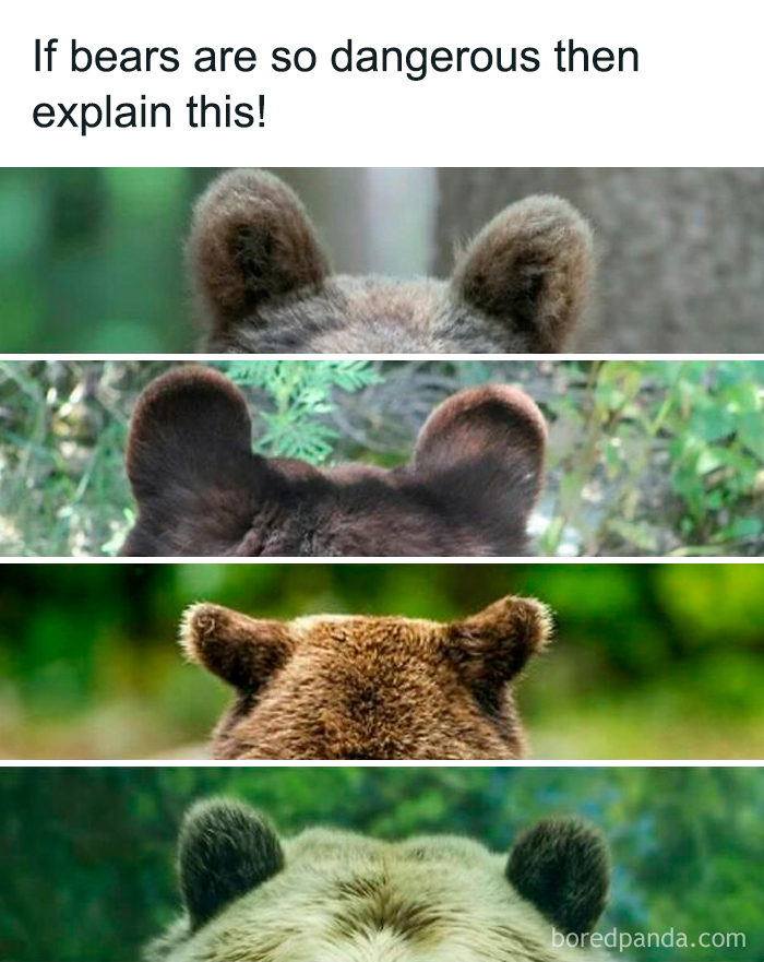 Close-up of multiple bear ears in nature, featured in cute and sweet animal memes to bring a smile today.