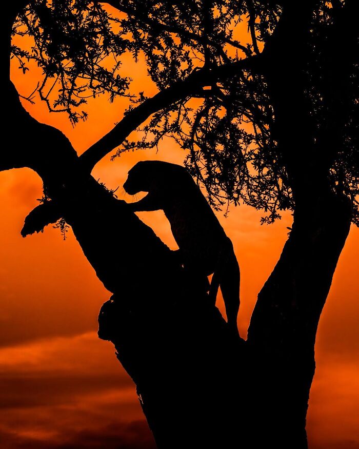 Wildlife silhouettes of a leopard climbing a tree against a vibrant orange sunset sky.