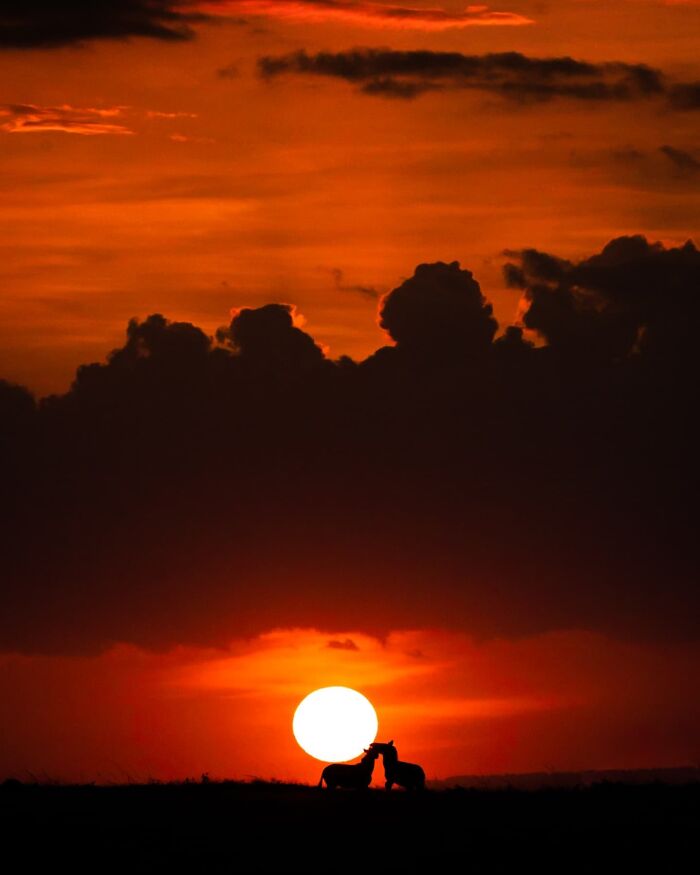 Wildlife silhouettes of two animals at sunset with a glowing sun and vibrant orange sky in the background.