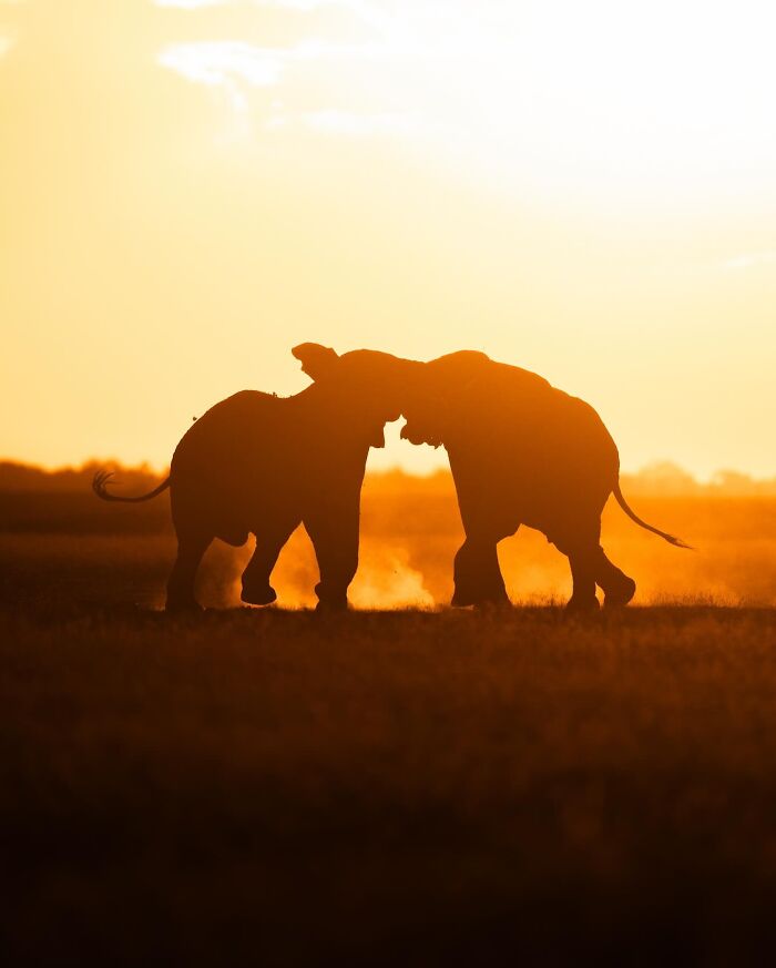 Two elephant wildlife silhouettes facing each other at sunset with a golden sky and dry grassland background.