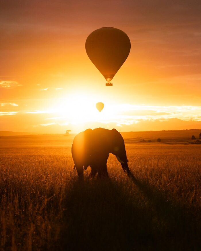 Elephant silhouette at sunset with hot air balloons floating above in a wildlife scene.