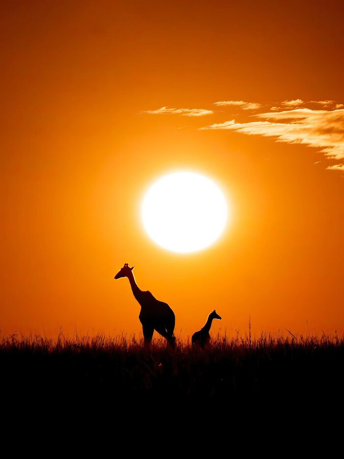 Wildlife silhouettes of giraffes at sunset with a large glowing sun and orange sky in the background.
