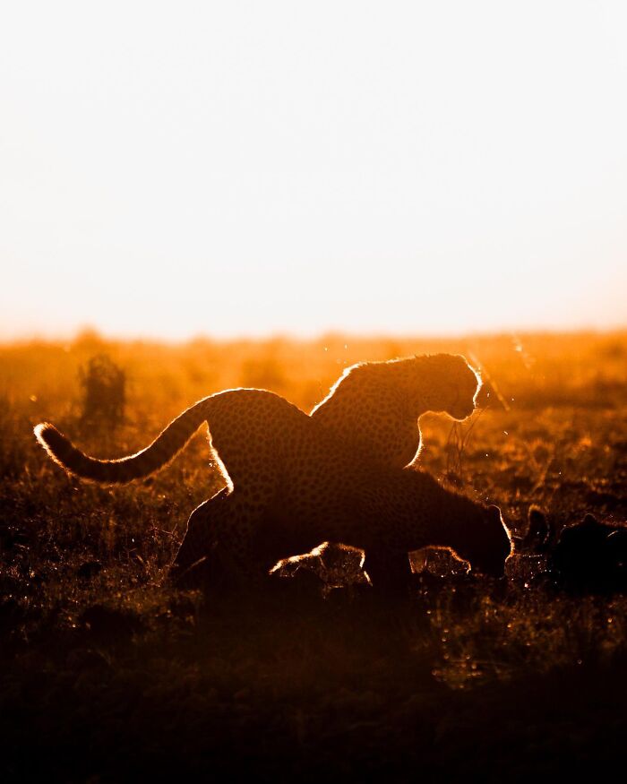 Wildlife silhouettes of two cheetahs at sunset, captured with warm golden light in a natural habitat.