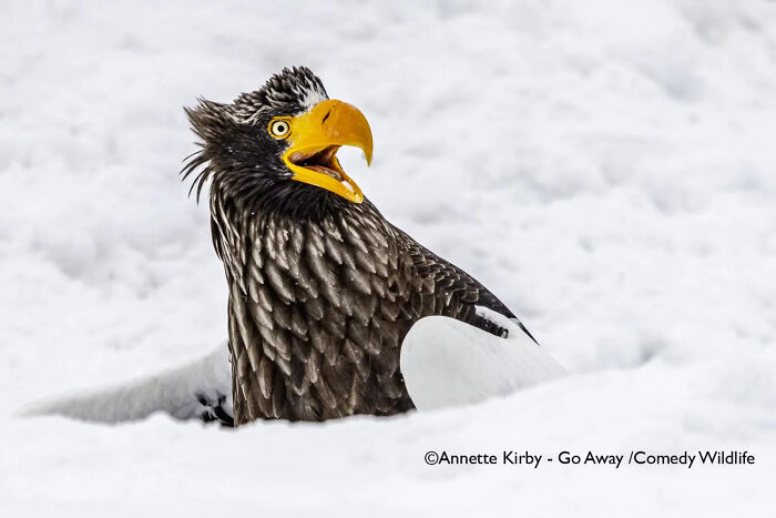 Steller's sea eagle with bright yellow beak and wide eyes surrounded by snow in a comedy wildlife moment.