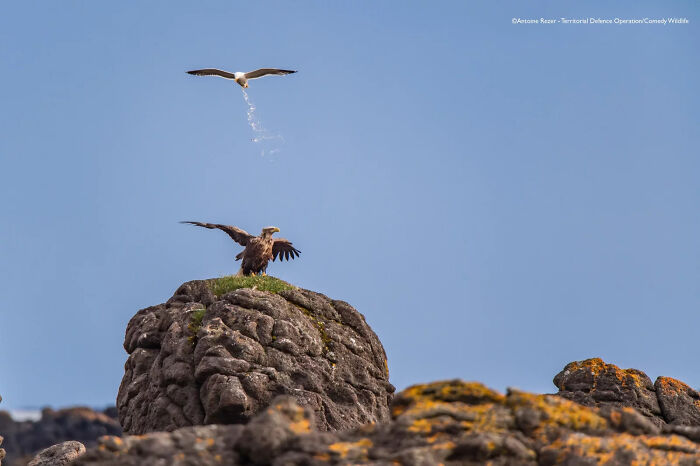 Seagull humorously pooping on an eagle perched on a rocky outcrop, showcasing nature’s funniest moments in wildlife.