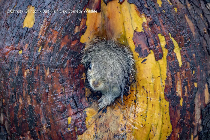 Wet porcupine peeking from tree hole, capturing a funny moment in the 2025 Comedy Wildlife People’s Choice Awards.