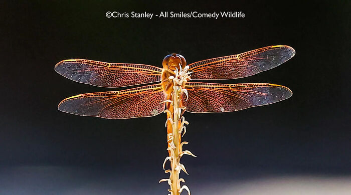 Close-up of a dragonfly perched on a plant showcasing nature’s funniest moments in the comedy wildlife awards.