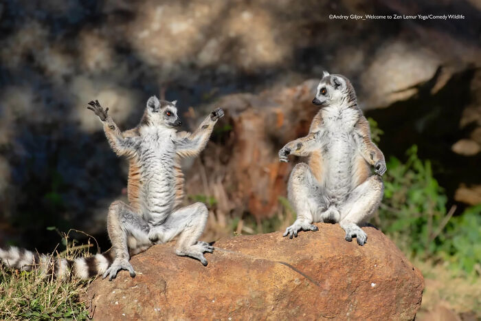 Two lemurs striking playful poses on a rock, showcasing nature’s funniest moments in the comedy wildlife awards.