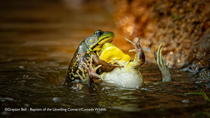 Two frogs in water in a humorous pose, captured as part of the Comedy Wildlife People’s Choice Awards.