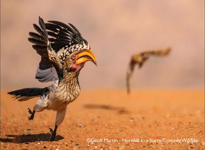 Hornbill running on sandy ground captured in a funny wildlife moment featured in comedy wildlife People’s Choice Awards.