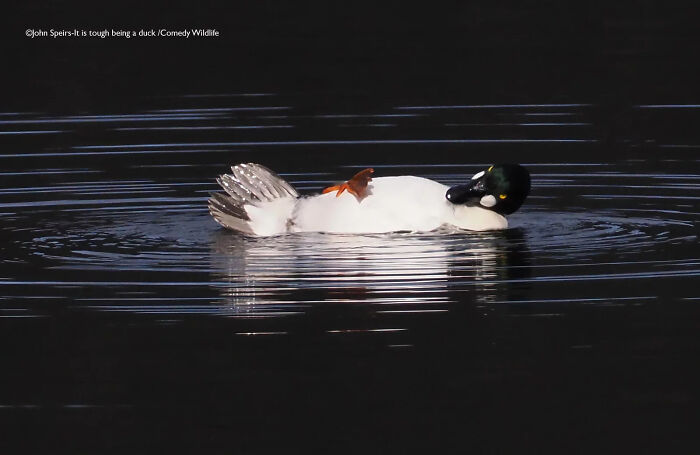 Duck floating on water with a humorous pose, featured in the 2025 comedy wildlife people’s choice awards showcase.