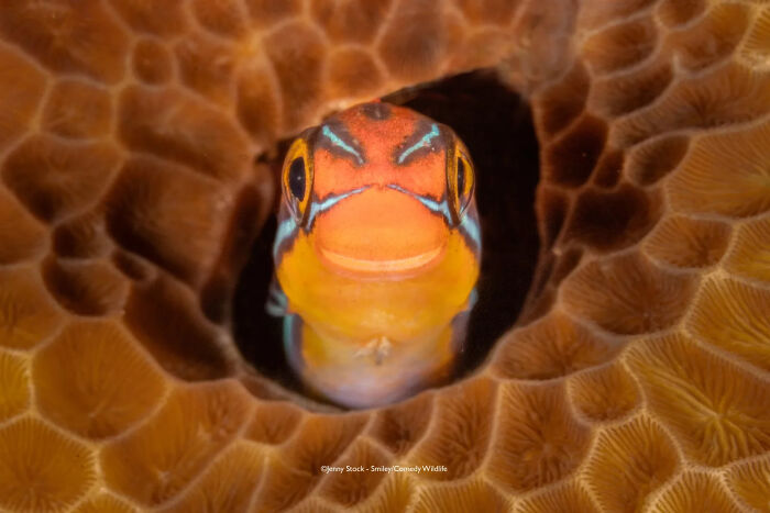 Close-up of a colorful fish peeking from coral, capturing a funny wildlife moment for Comedy Wildlife People’s Choice Awards.