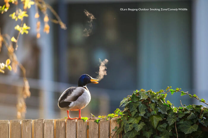 Mallard duck exhaling visible breath on a wooden fence, capturing a funny wildlife moment for the Comedy Wildlife Awards.