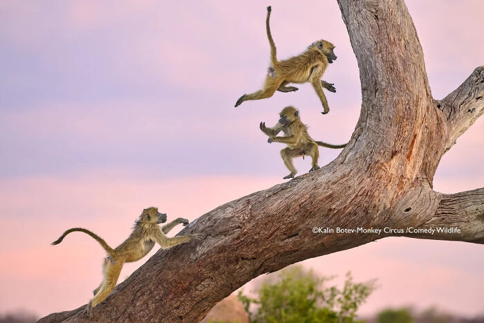 Three playful monkeys jumping and climbing a tree branch, capturing nature's funniest moments from the comedy wildlife awards.