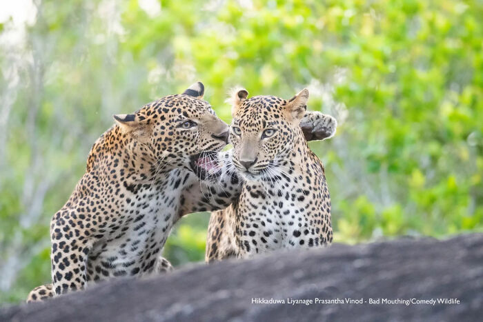 Two leopards interacting playfully in nature, highlighting the Comedy Wildlife Awards showcasing funny wildlife moments.