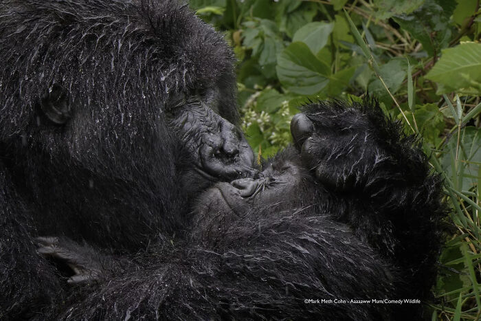 Two gorillas sharing a tender moment captured in the 2025 Comedy Wildlife People’s Choice Awards showcasing nature’s funniest moments.