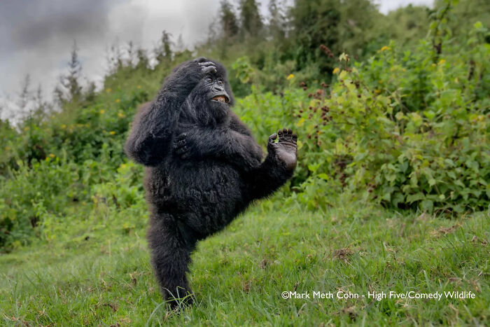 Young gorilla striking a playful pose in the wild, capturing nature’s funniest moments in the Comedy Wildlife Awards.