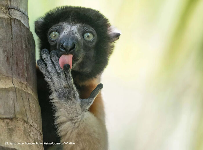 Black lemur licking its hand in a humorous wildlife moment featured in the 2025 Comedy Wildlife People’s Choice Awards.