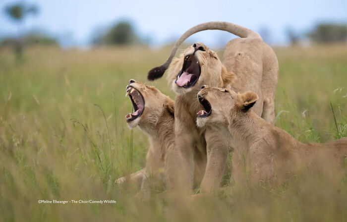 Three lion cubs with mouths open as if laughing or roaring in a grassy field, showcasing wildlife’s funniest moments.