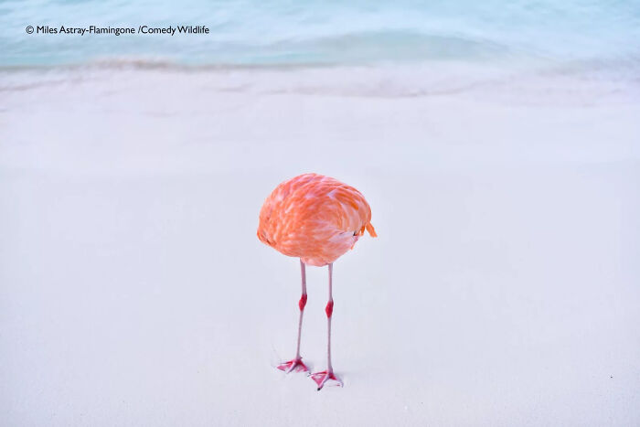 Flamingo standing on white sand by water, showcasing a funny wildlife moment from the 2025 Comedy Wildlife Awards.