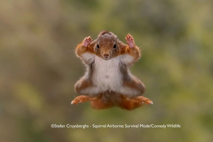 A squirrel captured mid-air in a hilarious pose, highlighting the comedy wildlife 2025 People's Choice Awards.