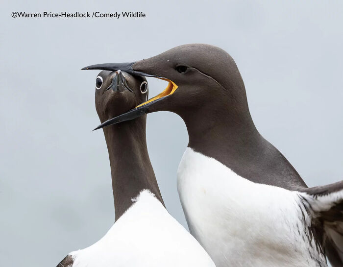Two seabirds interacting closely, capturing a funny wildlife moment from the 2025 Comedy Wildlife People’s Choice Awards.