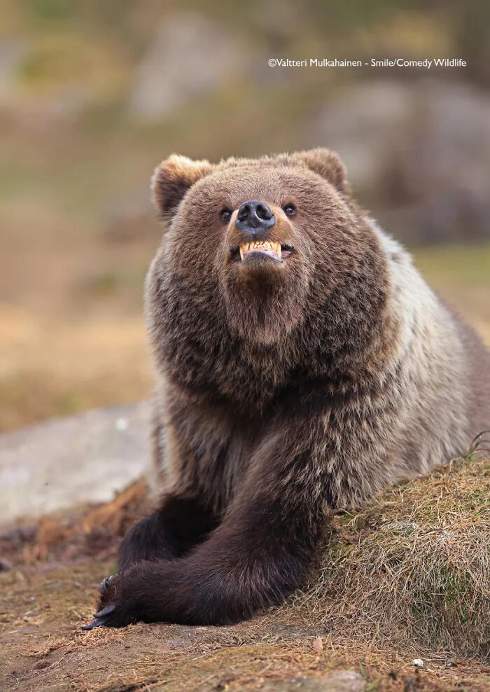 Brown bear showing teeth with a humorous expression in nature, featured in the Comedy Wildlife People’s Choice Awards.