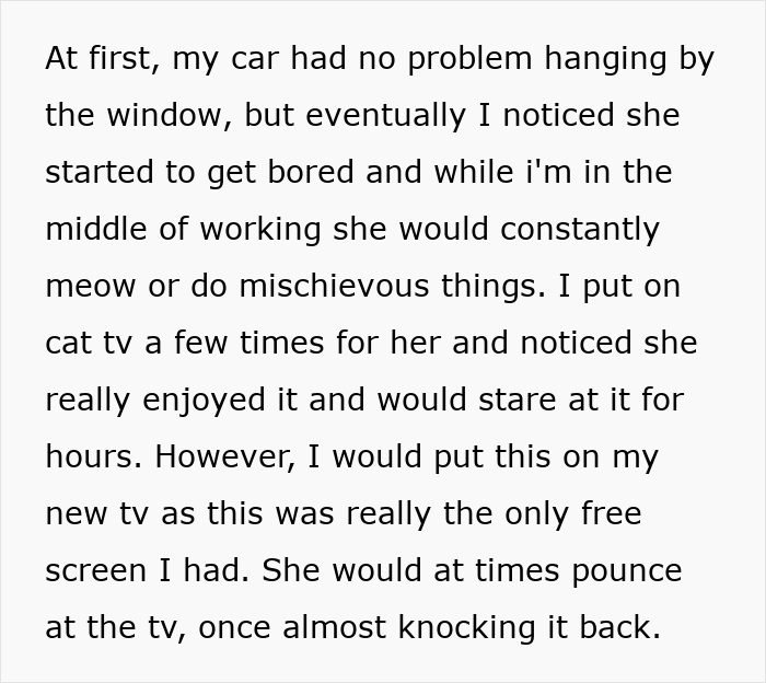 Cat watching screen on old laptop after guy gives laptop to his cat instead of his sister, causing internet buzz.