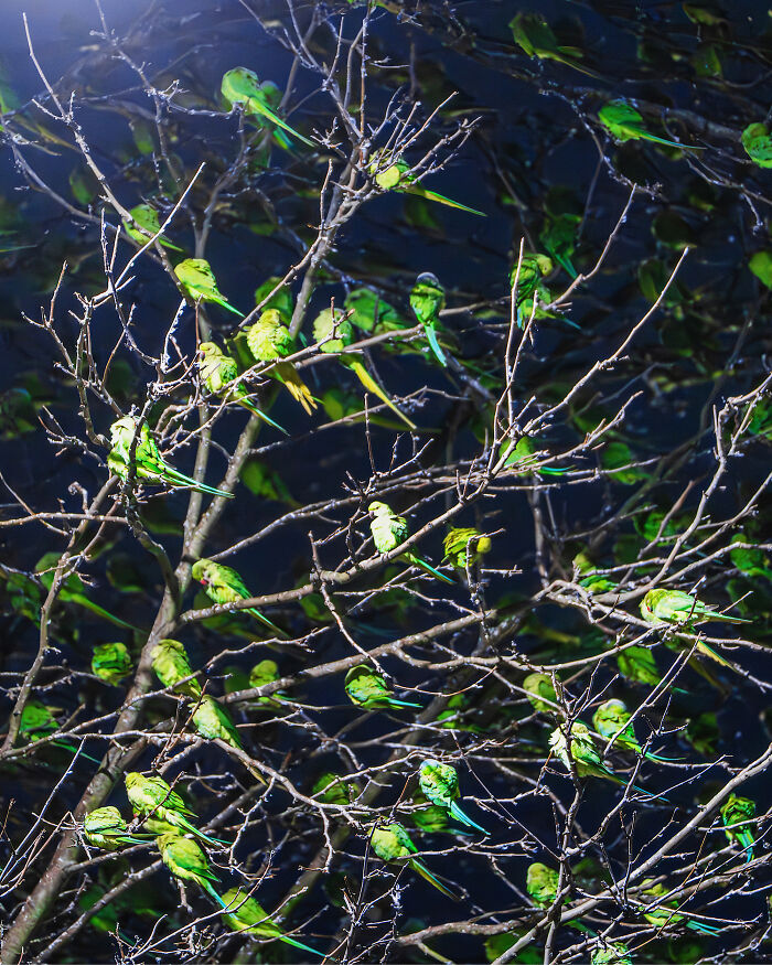 Don't Be Fooled, You See Leaves On A Tree In London In Winter, Not 1,000 Green Parrots