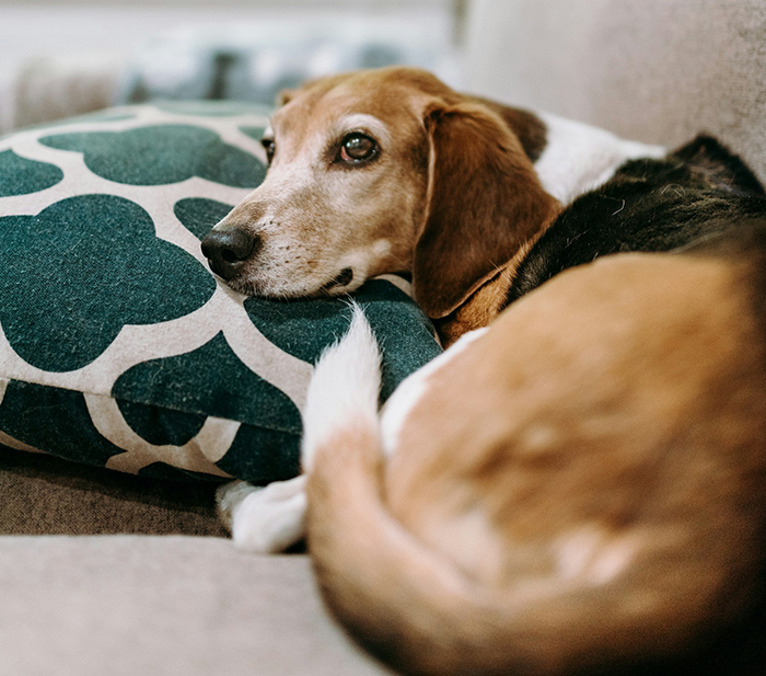 Beagle resting on a couch pillow, symbolizing family dynamics and challenges with no childcare options after moving out. Beagle resting on a couch pillow, symbolizing family dynamics and challenges with no childcare options after moving out.