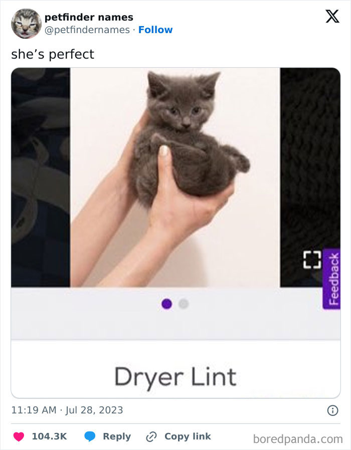 Kitten named Dryer Lint held in hands, showcasing hilarious animal names from Petfinder with creative pet names.