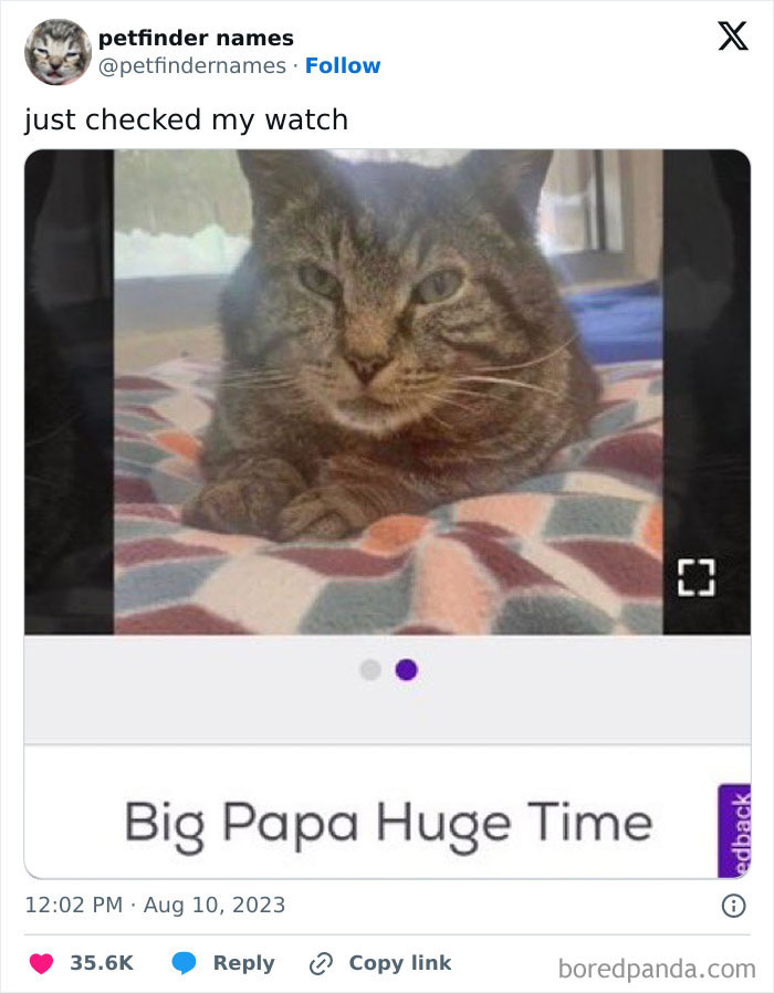 A close-up of a tabby cat lying on a colorful blanket with a creative pet name from Petfinder.