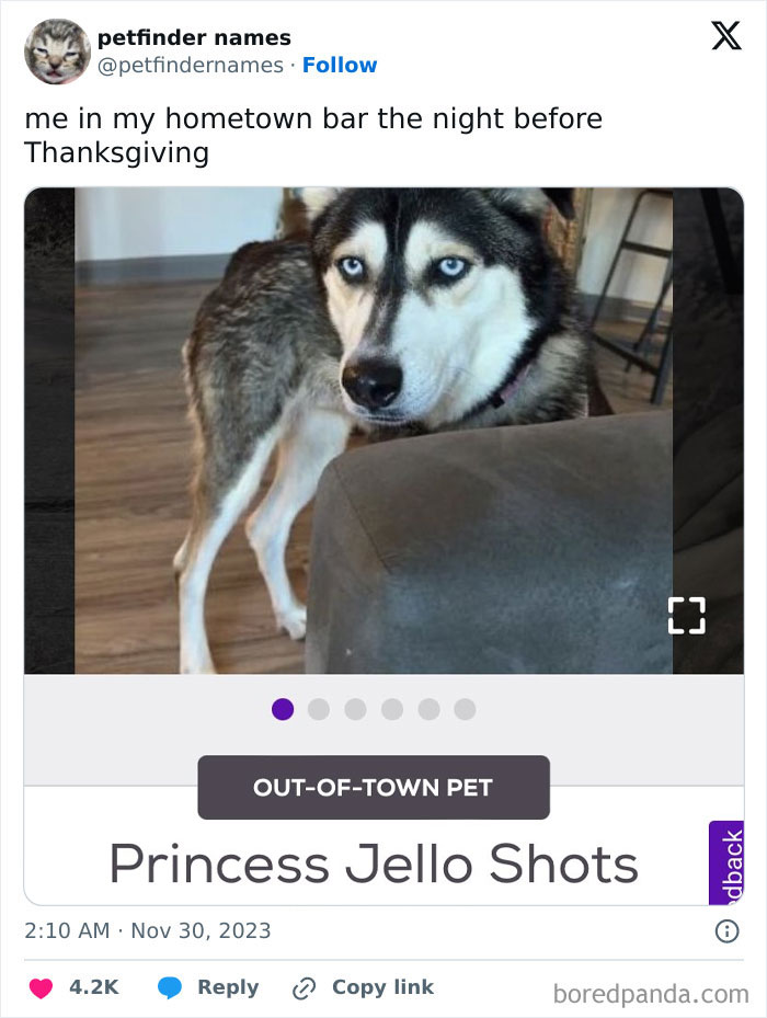 Husky with blue eyes humorously named Princess Jello Shots featured in hilarious animal names from Petfinder listings.