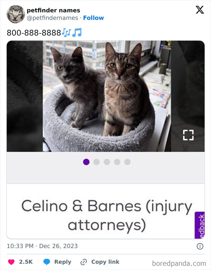 Two cats sitting in a gray cat bed, showcasing hilarious animal names from Petfinder that highlight creative pet naming.