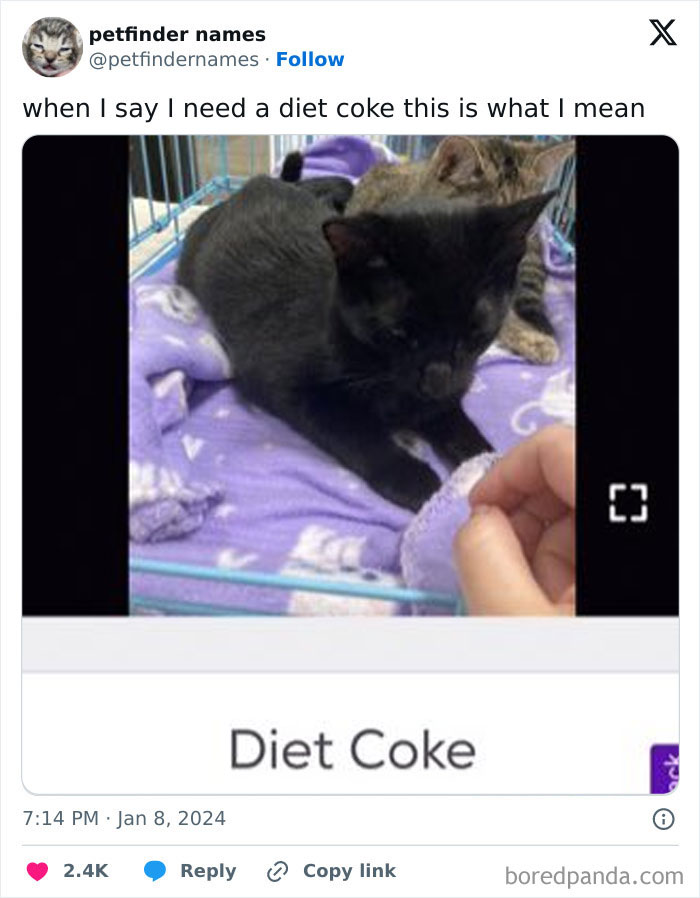 Black kitten lying on a purple blanket next to another cat with a humorous pet name from Petfinder animal names list.