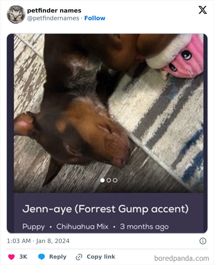 Puppy Chihuahua mix named Jenn-aye with a Forrest Gump accent, showcasing hilarious animal names found on Petfinder.