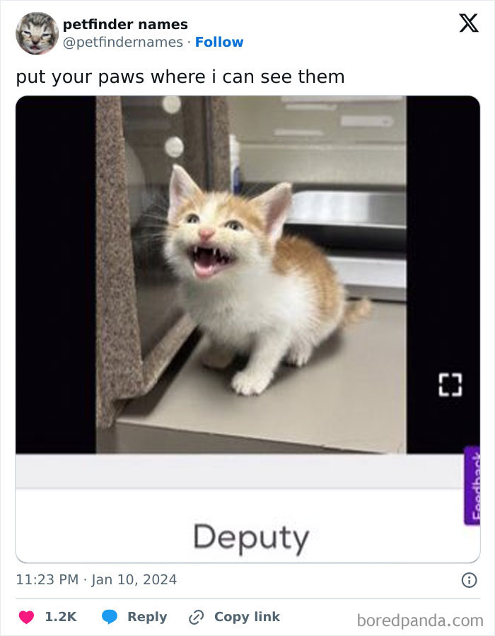 Kitten named Deputy from creative and hilarious animal names found on Petfinder, showing playful expression on a countertop.